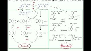 Complete Melanin Biosynthesis Pathway  Eumelanin amp Pheomelanin [upl. by Eetnahc761]