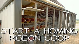 How To Start Your Own Homing Pigeon Loft [upl. by Sherar]