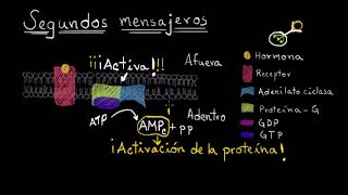 Mecanismo celular de acción hormonal  Fisiología del sistema endócrino  Khan Academy en Español [upl. by Zirtaeb]