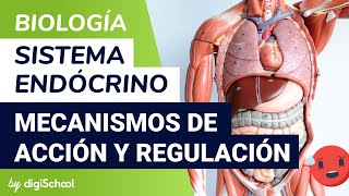 Sistema endocrino  Mecanismos de acción y regulación hormonal  Biología  digiSchool [upl. by Giustina702]