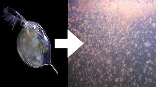 How I Culture Daphnia [upl. by Asirb917]