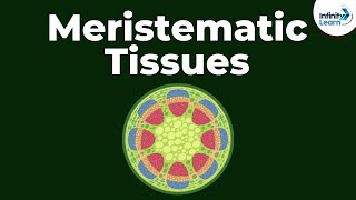 What are Meristematic Tissues  Infinity Learn [upl. by Freed]