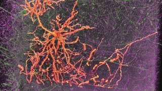 Neurons amp Synapses [upl. by Aneed674]