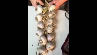 Garlic braiding [upl. by Coheman]