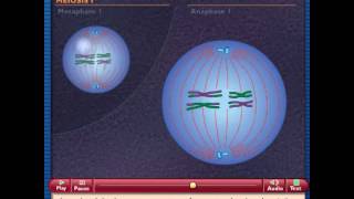 How Meiosis Works [upl. by Cornela]