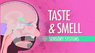 Taste amp Smell Crash Course Anatomy amp Physiology 16 [upl. by Netsrejk]