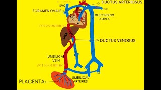 FETAL CIRCULATION [upl. by Elenore301]