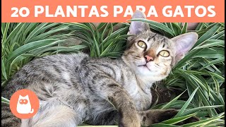 20 PLANTAS Aptas y Seguras para GATOS 🌿 ¡Descúbrelas [upl. by Crowley]