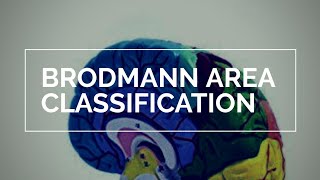 Brodmann Area Classification  MedGRADiENT [upl. by Etnovad]