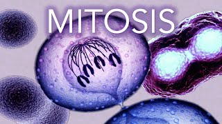 MITOSIS  MADE SUPER EASY  ANIMATION [upl. by Ninette861]