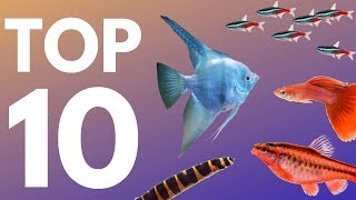 Top 10 Aquarium Fish for Beginners [upl. by Vona38]