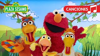 Plaza Sésamo ¡Elmo y sus amigos patitos  Canción [upl. by Nytsua]