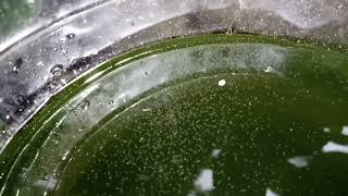 DAPHNIA MOINA CULTURE IN A SMALL BUCKET [upl. by Elleval844]