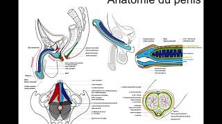 COURS DYSFONCTION ERECTILE [upl. by Asselem321]