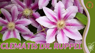 CLEMATIS DR RUPPEL Information amp Growing Tips [upl. by Africah]