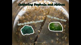 How To Culture Daphnia and Moinas using Green Water Spirulina powder [upl. by Michaella]