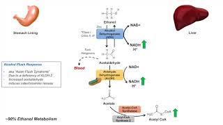 Ethanol Absorption and Metabolism  Alcohol Metabolism Pathway [upl. by Norud]