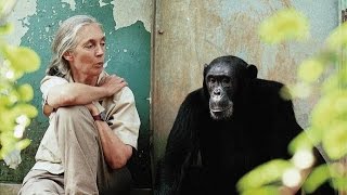 Dr Jane Goodall Reasons for Hope [upl. by Vevina]