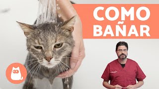 ¿Cómo bañar a un gato cachorro  ¡CONSEJOS VETERINARIOS [upl. by Nalhsa814]