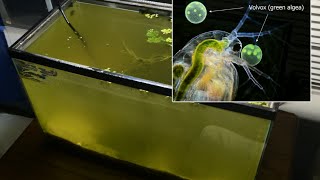 Raising Daphnia for the Freshwater Aquarium [upl. by Pooh]