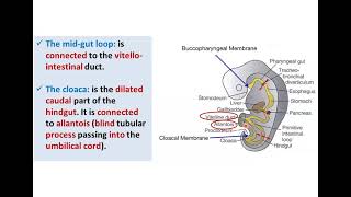 Introduction to Development of GUT Tube  Dr Ahmed Farid [upl. by Eirol]