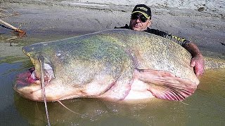 11 BIGGEST Fish Ever Caught [upl. by Acinom]