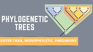 READING PHYLOGENETIC TREES ALL ABOUT SISTER TAXA MONOPHYLETIC GROUPS PARSIMONY [upl. by Dleifniw625]