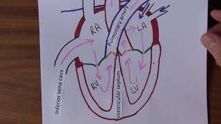 Fetal Circulation in under 5 minutes [upl. by Valda972]