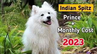 Indian Spitz Dog Price In India 2023  Monthly Expenses Included [upl. by Nitsew299]