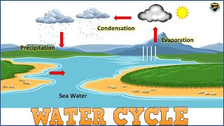 Water Cycle  Water Cycle for Kids  Process of Water Cycle  What is Water Cycle [upl. by Esbensen]