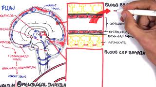 Bacterial Meningitis Pathophysiology [upl. by Yesnel]