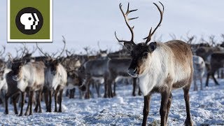 Reindeer Cyclone [upl. by Kennan]