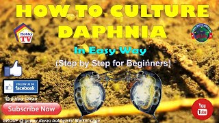 HOW TO CULTURE DAPHNIA In Easy Way [upl. by Aij]