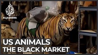 The black market animal business [upl. by Halet213]