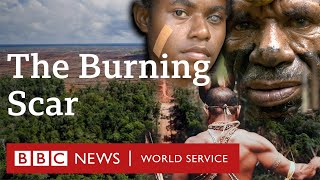 Inside the destruction of Asias last rainforest  BBC World Service [upl. by Weirick896]