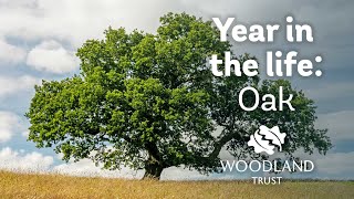 A year in the life of an oak tree  Woodland Trust [upl. by Alcott795]